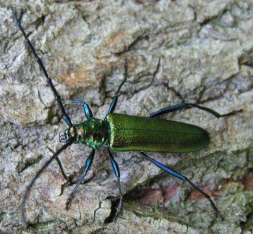 Aromia moschata (Linnaeus, 1758)