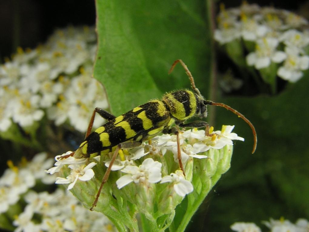 Plagionotus floralis (Pallas, 1733)